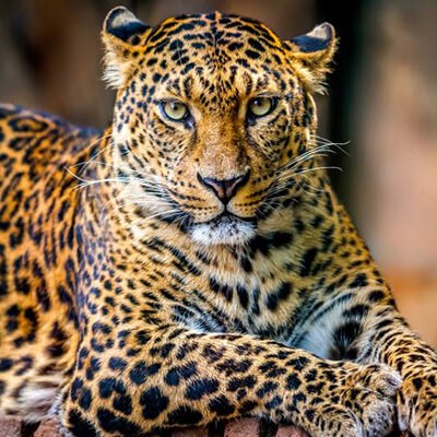 Leopard